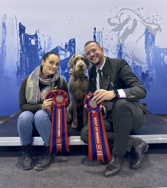 Euro-dog-show-slovakian-pointer1